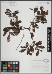 Foto von Salix atrocinerea Brot.